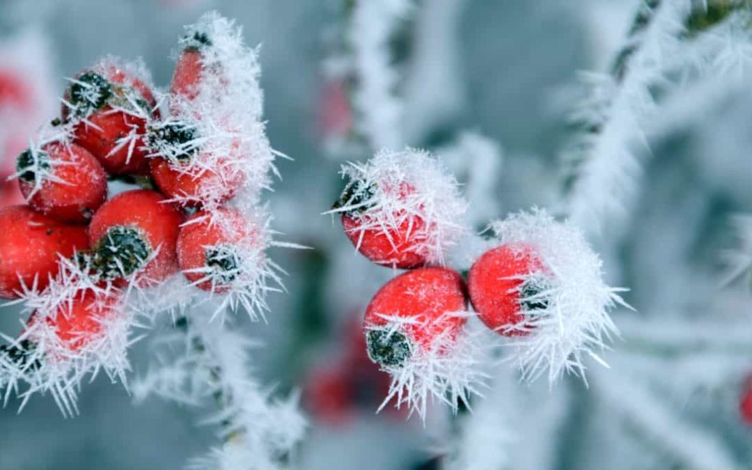 L’inverno arriva con tanto freddo e un pò di neve