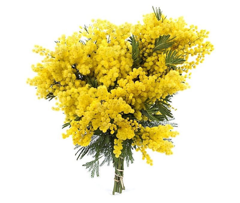 Auguri alle donne per la festa cambiata nel tempo