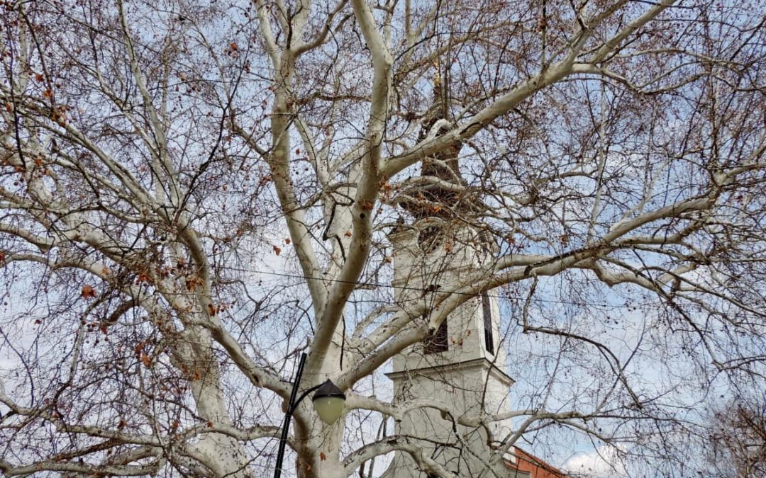 Dopo la primavera, il mondo si fermò.
