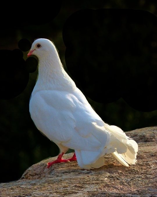 La pace che cerchiamo oggi.