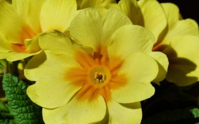 Ma che cambiamento! E’subito primavera