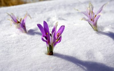 Alta Lombardia e Alto Piemonte: attenzione alla neve di stanotte