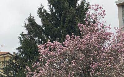La primavera è qui e ci aiuterà contro il coronavirus.